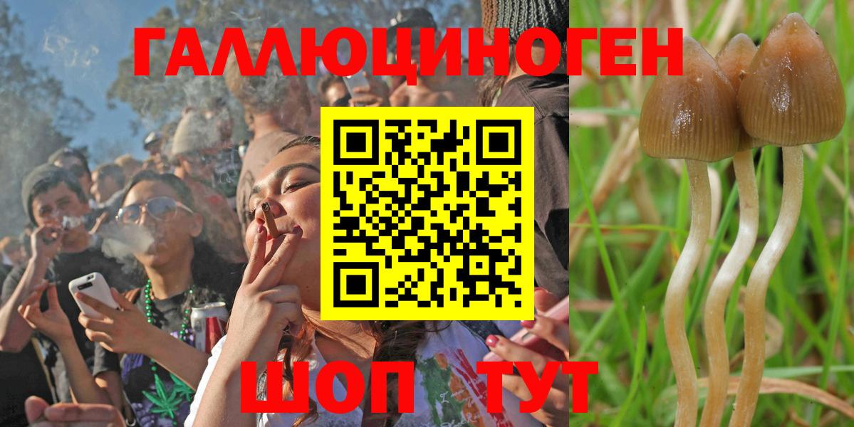 Псилоцибиновые грибы Cubensis Канск